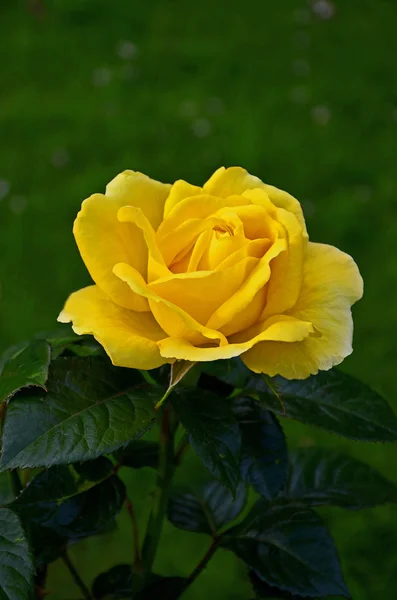 Uma imagem de perto do Rosa 'Guy' s Gold 'em uma borda de flores — Fotografia de Stock