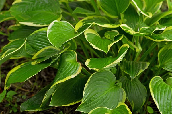 Close up of a Hosta fortunei Aureomarginata in a garden border — Stock Photo, Image