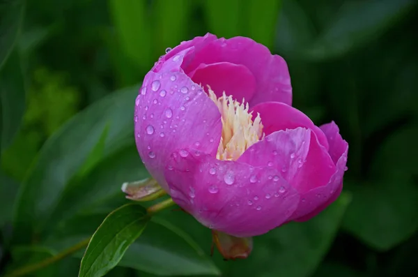 A colorida peeonia lactiflora 'Bowl of Beauty' com gotas de chuva em uma borda de flor — Fotografia de Stock