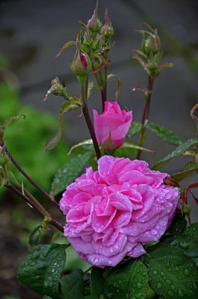 Kwitnienie Rosa Gertrude Jekyll z krople deszczu w ogrodzie wiejskim — Zdjęcie stockowe