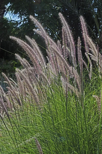 Pampas tráva Pennisetum setaceum ve středomořské zahradě — Stock fotografie