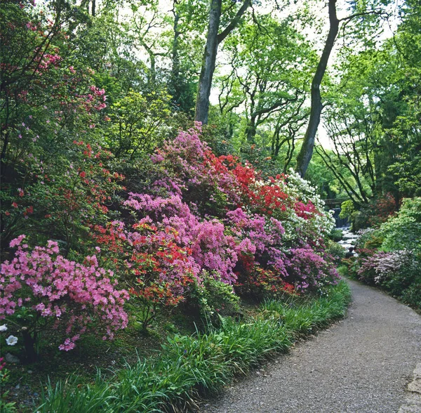 Exhibición colorida de la primavera de Kurume Azaleas en un jardín grande del país — Foto de Stock