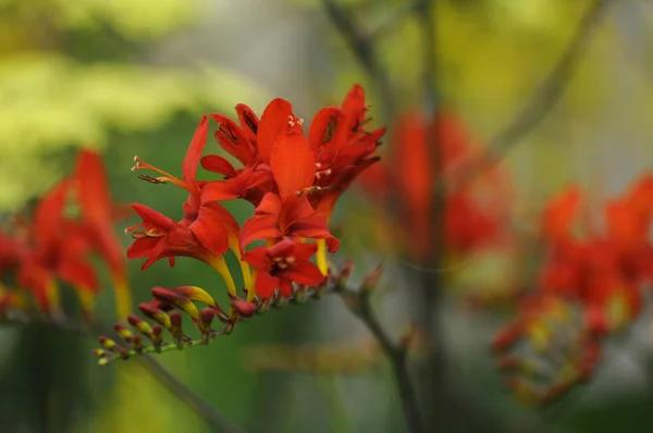 Egzotik Crocosmia Lucifer yakın çekim — Stok fotoğraf