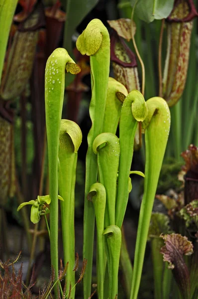 Close up of the carnivorus plant Sarracenia minor — Stock Photo, Image