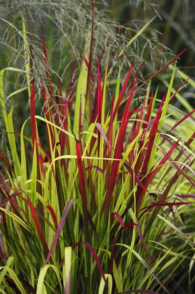 Närbild av gräset Imperata Rubra cylindrica 'Red Baron' — Stockfoto