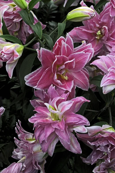 Bliska kwitnienia Lilium 'Podwójna niespodzianka ' w obramowaniem kwiatowym — Zdjęcie stockowe