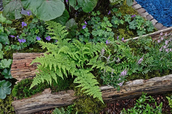 Primer plano de un detalle de jardín usando un tronco podrido como hogar para una exhibición de helechos — Foto de Stock