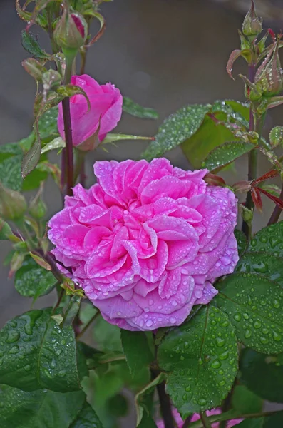 Floração Rosa Gertrude Jekyll com gotas de chuva em um jardim de campo — Fotografia de Stock