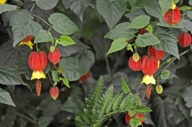 Close up of  colourful flowering Abutilon 'Ashford Red' clipart