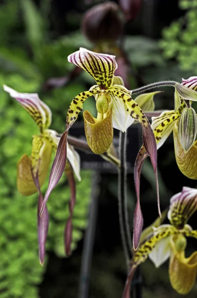 Close up of the exotic Orchid Paphiopedilum Lebaudyanum ( haynaldianum x philippinense ) in a conservatory — Stock Photo, Image