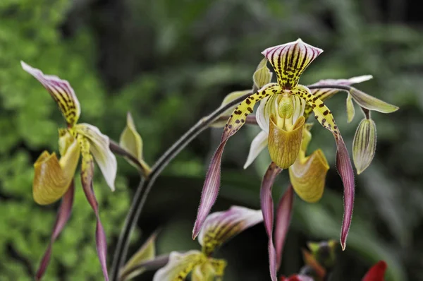 Close up of the exotic Orchid Paphiopedilum Lebaudyanum ( haynaldianum x philippinense ) in a conservatory — Stock Photo, Image