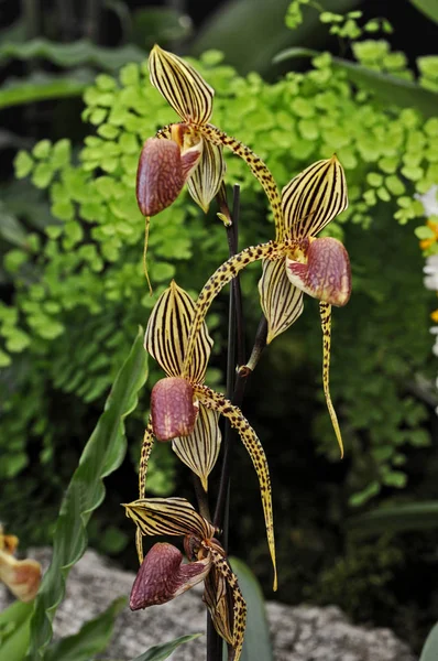 Close up of the exotic Orchid Paphiopedilum David Ott flowering in a conservatory — Stock Photo, Image