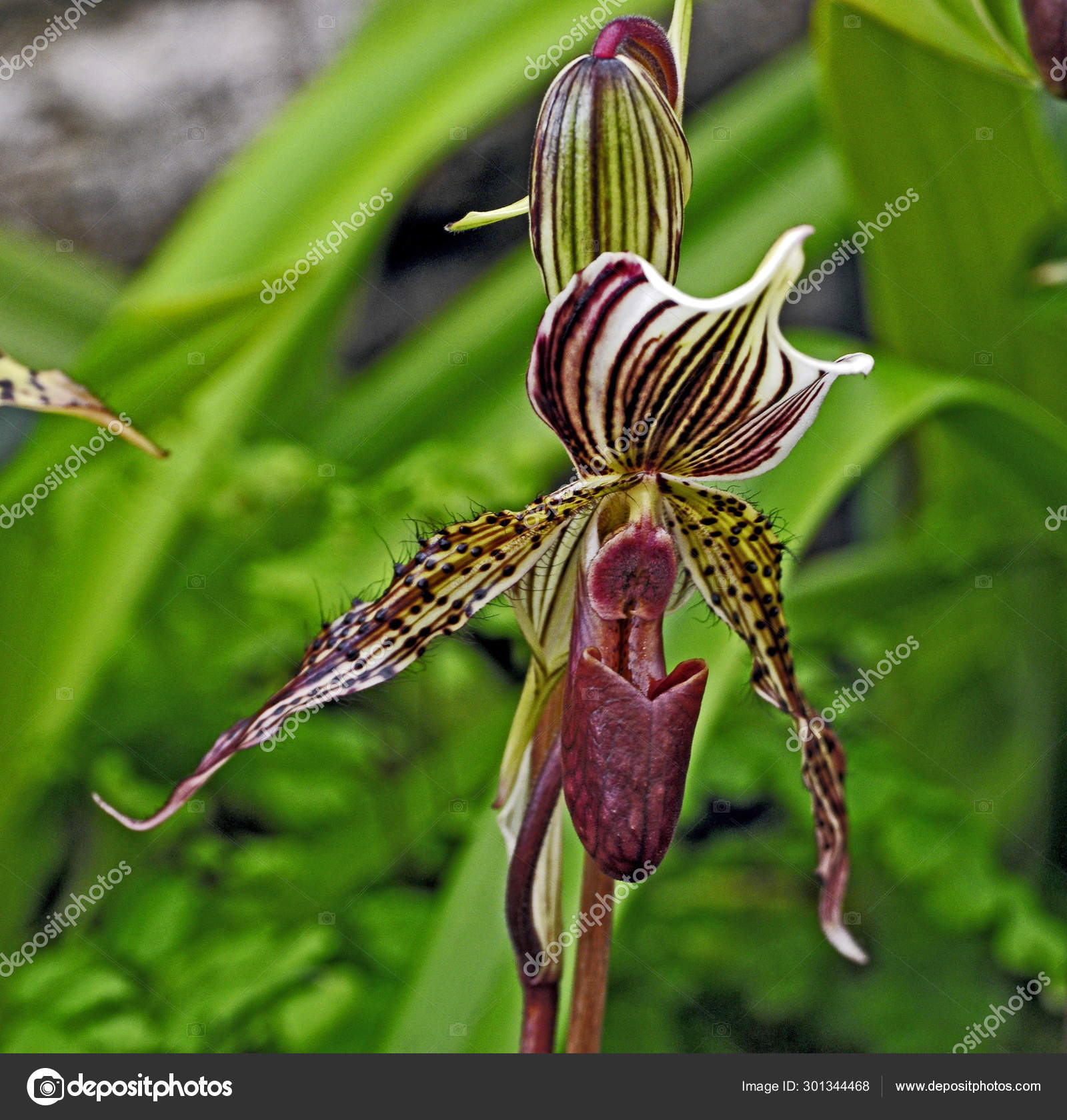 Fotos de Slipper orchid, Imagens de Slipper orchid sem royalties |  Depositphotos