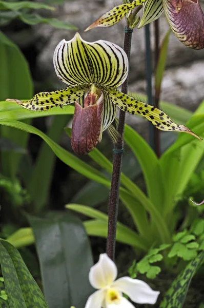 Close up of the exotic Orchid Paphiopedilum warscrewicianum in a conservatory — Stock Photo, Image