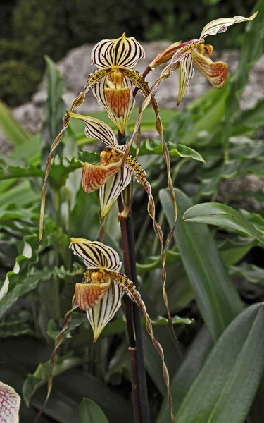 Close up of the exotic Orchid Paphiopedilum philippinense flowering in a conservatory — Stock Photo, Image