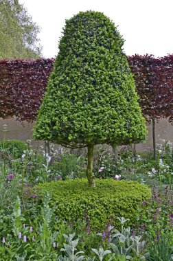 Topiary cone shaped tree in a large country garden clipart