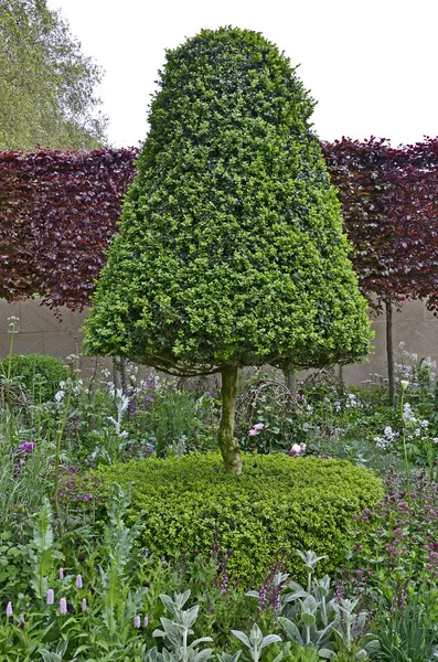 Topiary kegelvormige boom in een grote landelijke tuin — Stockfoto