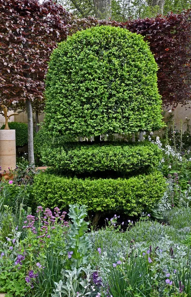 Büyük bir kır bahçesinde topiary kubbe şeklinde ağaç — Stok fotoğraf