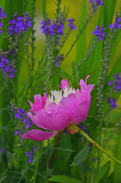 A colorida peeonia lactiflora 'Bowl of Beauty' com gotas de chuva — Fotografia de Stock