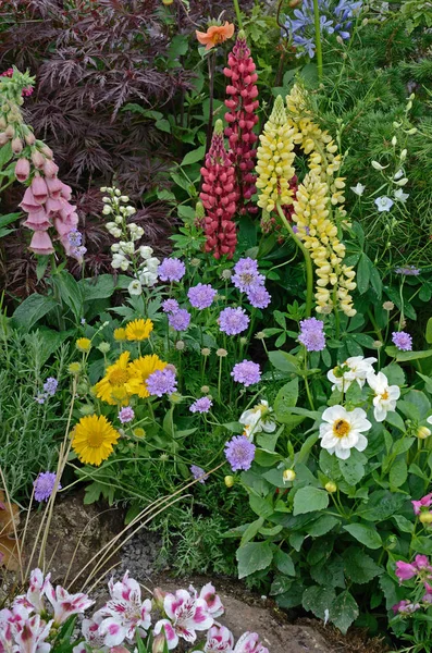 En färgstark gräns med vild plantering av blandade blommor inklusive Scambiosa, Lupins och Agapanthus — Stockfoto