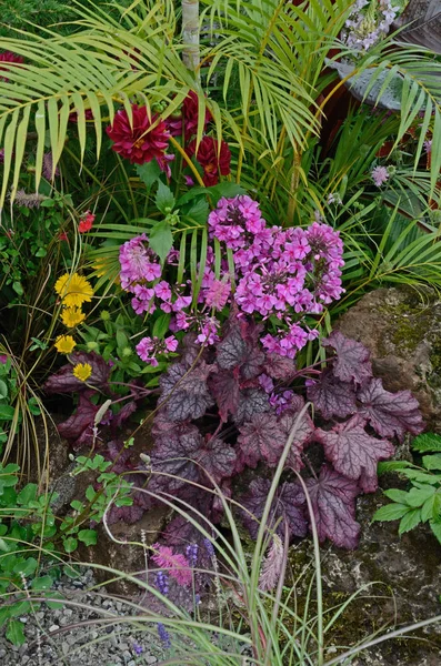 Kolorowa granica z mieszankami kwiatów, w tym Heuchera i Phlox — Zdjęcie stockowe