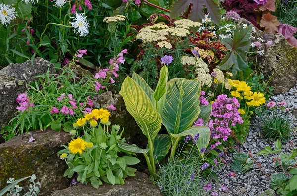 Ένα πολύχρωμο περίγραμμα λουλουδιών με άγρια φύτευση μεικτών λουλουδιών, όπως canna, Astilbe, Φλόξ, Λούπιν και Λευκαθεμάτης Σάστα Μαργαρίτα — Φωτογραφία Αρχείου