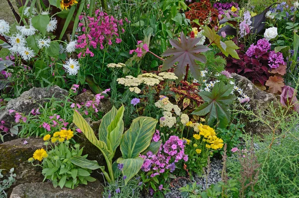 Un colorido borde de flores con plantación silvestre de flores mixtas Canna, Astilbe, Phlox, Lupins y Leucanthemum Shasta daisy — Foto de Stock