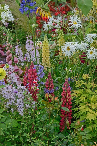 Un colorido borde de flores con plantación silvestre de flores mixtas incluyendo Lupins, Phlox y Leucanthemum Shasta daisy — Foto de Stock