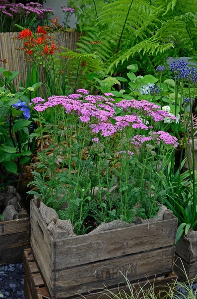 Primo piano della Achillea millefolium 'Pretty Belinda' in un contenitore — Foto Stock