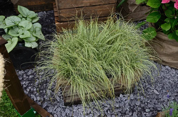 Close up van de Carex ' Frosted krullen ' in een container — Stockfoto