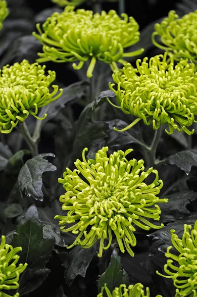 Close up of the exotic Dahlia 'Anastasia Green' — Stock Photo, Image