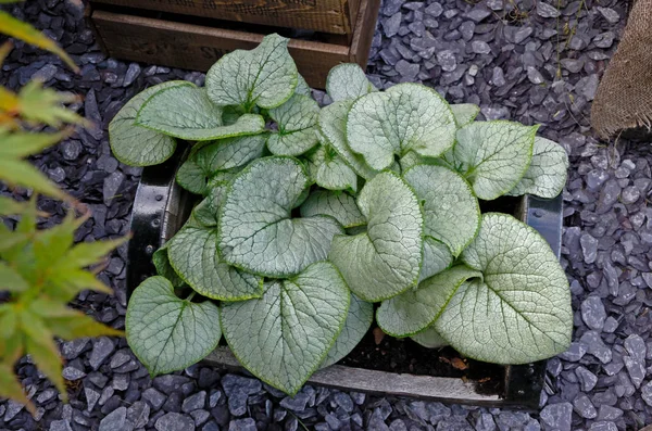 Primo piano della macrofilla Brunnera 'Looking Glass' in un contenitore — Foto Stock