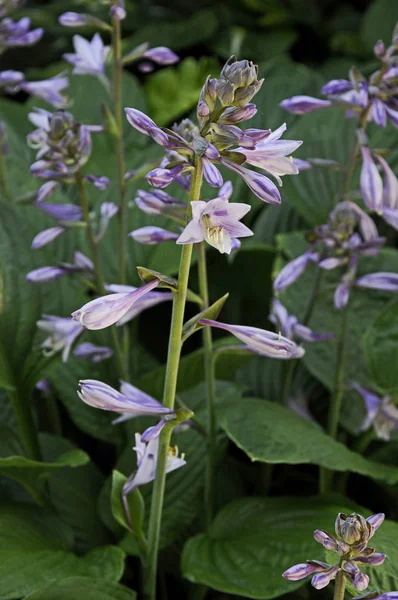 Közelből a virágzás hosta sieboldiana "elegans" egy parasztház — Stock Fotó