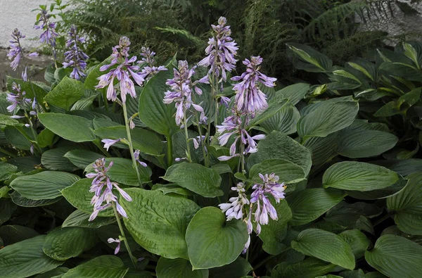 Close-up van een bloeiende Hosta sieboldiana ' elegans ' in een cottage tuin — Stockfoto