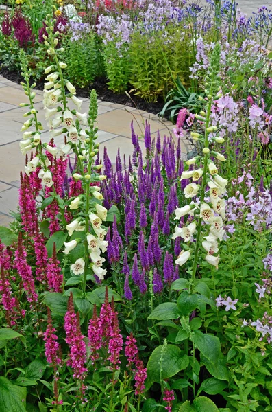 Close up of flowers including Foxgloves, Salvia in a colourful flower  border of an Urban garden — Stock Photo, Image