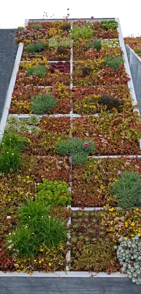 Un diseño de jardín que muestra un techo inclinado con Sedums, hierbas y suculentas — Foto de Stock