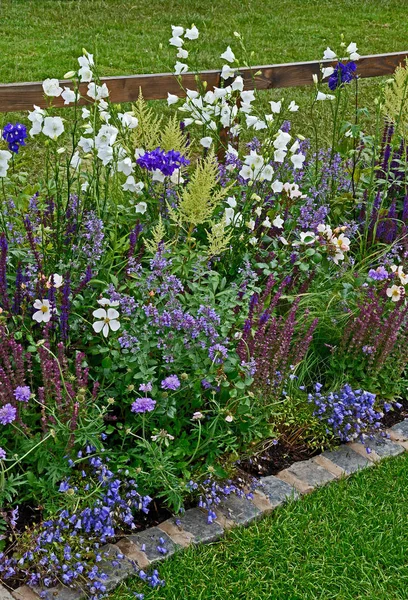 Une bordure colorée avec des fleurs blanches, violettes et mauves, Campanula, Astilbe, Scabiosa et Salvia — Photo