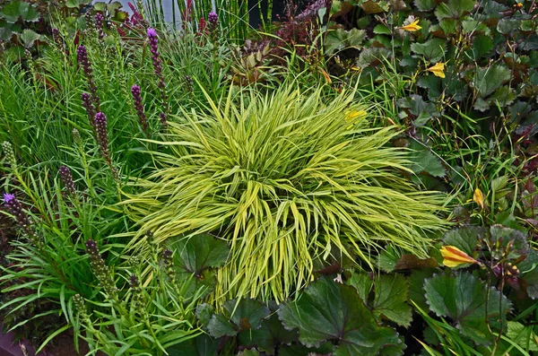 Close up of the variegated grass Hakonechloa macra 'Aureola' — Stockfoto