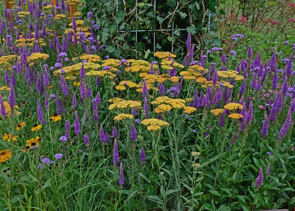 Cerrar un borde de flores atractivo y colorido con terracota de Achillea y Verónica Purpleicious — Foto de Stock