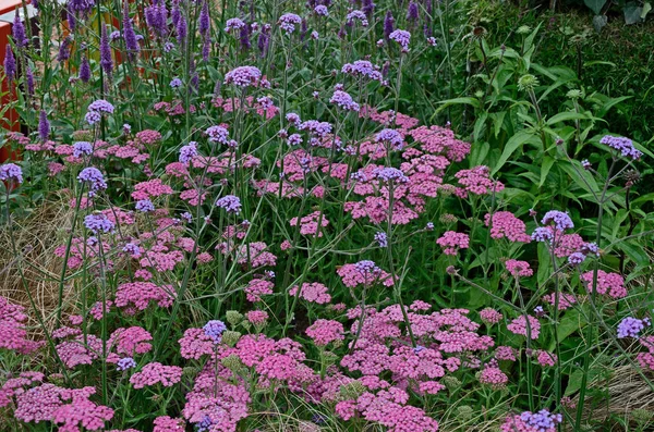 Feche uma fronteira de flores atraente e colorida com Achillea millefolium Pink Grapefruit e Veronica Purpleicious — Fotografia de Stock