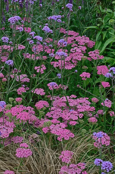 Närbild en attraktiv och färgstark blomma gränsen med Achillea millefolium rosa grapefrukt och Veronica Purpleicious — Stockfoto