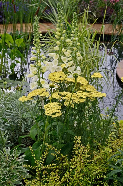 Ένα κοντινό από ένα δροσερό περίγραμμα λουλουδιών με Φόγανς και Αχίλλεια από μια πισίνα με χρώματα κίτρινα και λευκά — Φωτογραφία Αρχείου