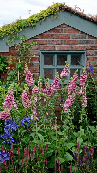 Small garden brick shed with a planted Sedum roof and a boder of pink Foxgloves Digitalis