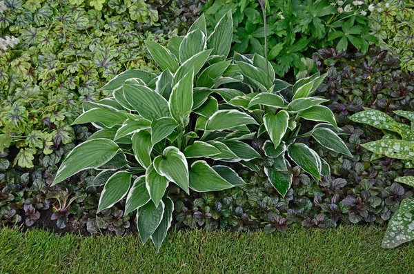 A close up of the Hosta 'Praying Hands' in a garden border — Stock Photo, Image
