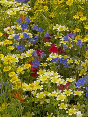 Colourful wildflower meadow giving a display of Californian flowers in a garden flower border clipart
