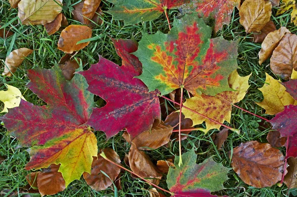 Close up de folhas de outono caídas coloridas do Sycamore em um jardim de floresta — Fotografia de Stock