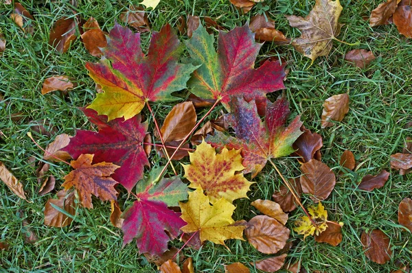 Close up de folhas de outono caídas coloridas do Sycamore em um jardim de floresta — Fotografia de Stock
