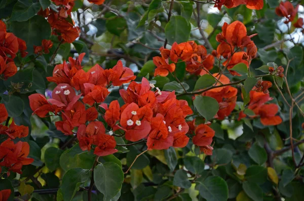 Close-up van een kleurrijke rode Bougainville in een mediterrane tuin — Stockfoto