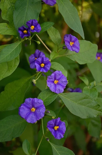 Solanum crispum crescendo em um jardim mediterrâneo — Fotografia de Stock