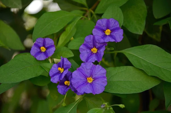 Solanum crispum groeit in een mediterrane tuin — Stockfoto